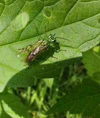 Tenthredo olivacea