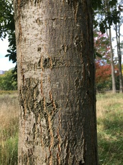 Quercus castaneifolia