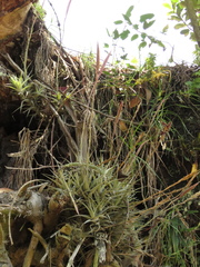 Tillandsia incarnata