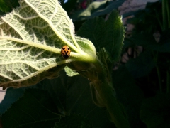 Hippodamia variegata
