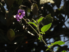 Solanum caripense