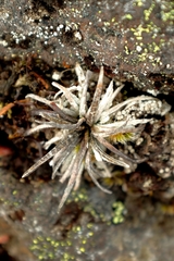 Celmisia gracilenta