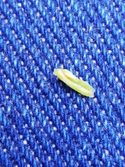 Dasineura coronillae