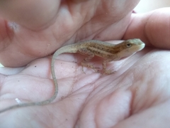 Anolis quercorum