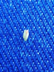 Dasineura coronillae