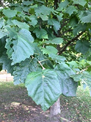 Corylus colurna