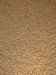 Saccharomyces cerevisiae