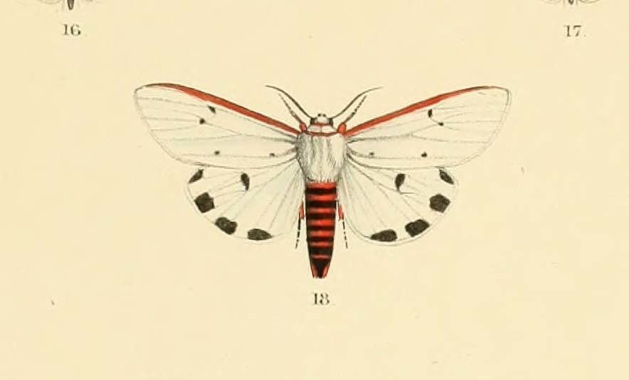 Aloa collaris