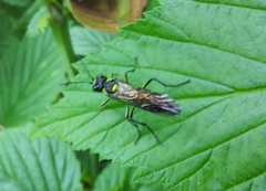 Tenthredo mesomela