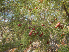 Juniperus phoenicea