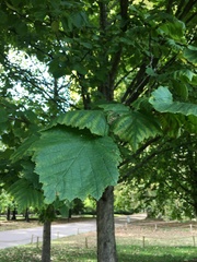 Corylus colurna