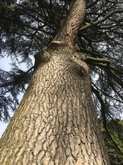 Cedrus libani