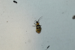 Paranapiacaba connexa