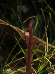 Tillandsia incarnata