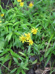 Media resource of Arnica lanceolata