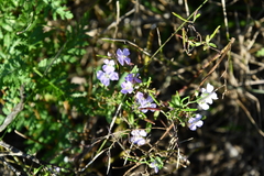 Dontostemon dentatus