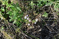 Dontostemon dentatus