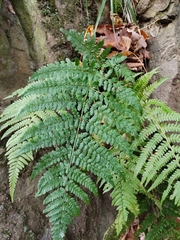 Dryopteris
