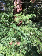 Sequoia sempervirens