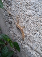 Anolis quercorum