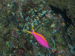 Mirolabrichthys tuka