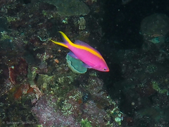 Mirolabrichthys tuka