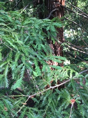 Sequoia sempervirens