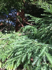 Sequoia sempervirens