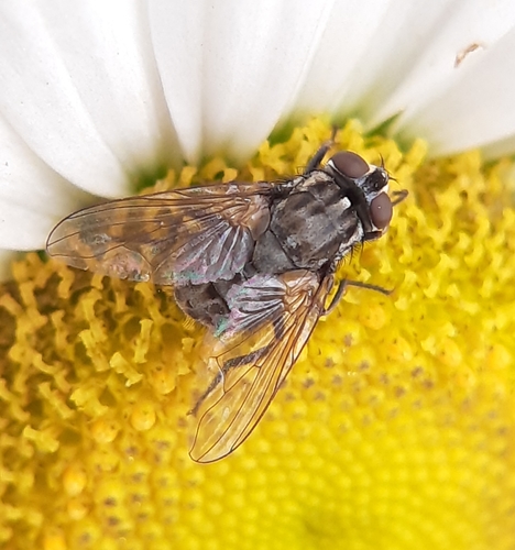 Photo of Stable Fly (Stomoxys calcitrans)