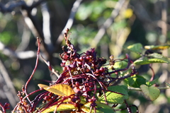 Cuscuta japonica