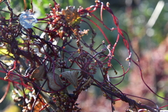 Cuscuta japonica