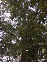 Quercus cerris