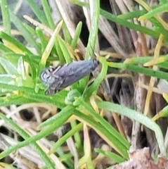 Battaristis concinnusella