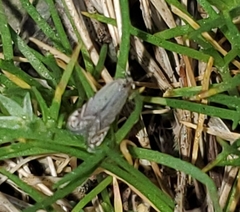 Battaristis concinnusella