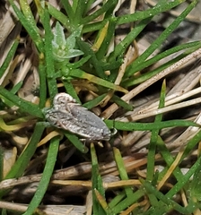 Battaristis concinnusella