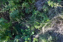 Achnatherum pekinense