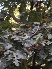 Quercus cerris