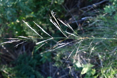 Achnatherum pekinense