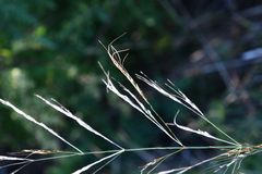 Achnatherum pekinense