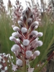 Spatalla mollis