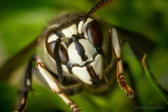 Dolichovespula maculata