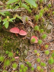 Suillus paluster