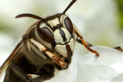 Dolichovespula maculata
