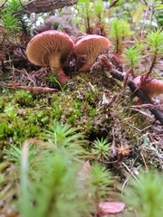 Suillus paluster