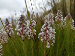 Spatalla mollis