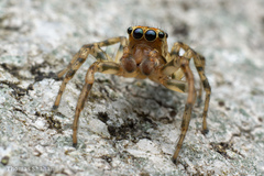 Plexippoides doenitzi