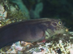 Ophioblennius atlanticus