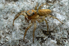 Plexippoides doenitzi