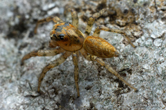 Plexippoides doenitzi