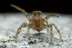 Plexippoides doenitzi